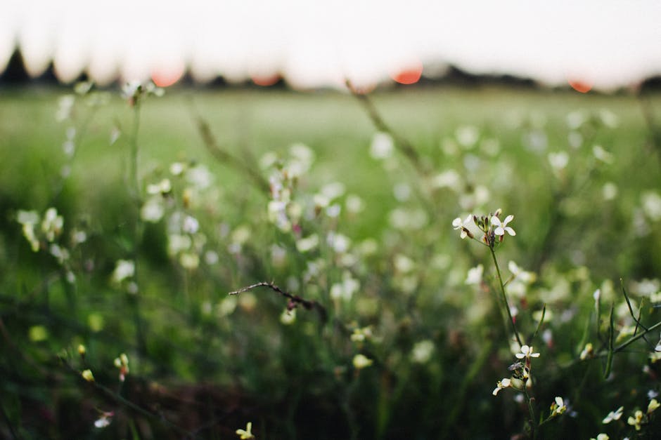Google Photos background blur